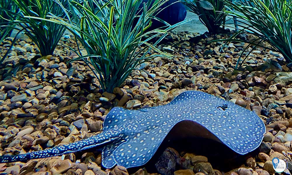 raia no bioparque Pantanal