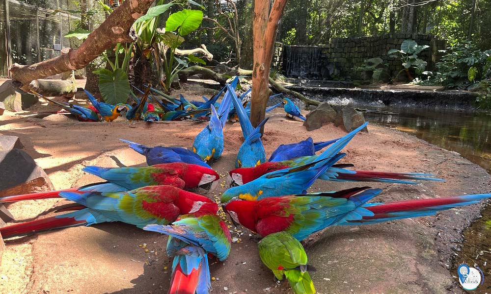 Parque das aves- 